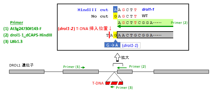Drol1 genotyping.png