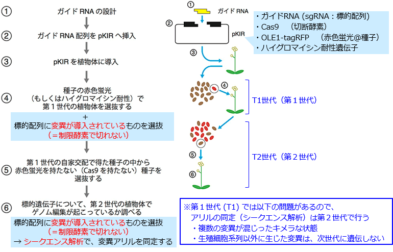 PKIベクターでのゲノム編集概要 size2.png