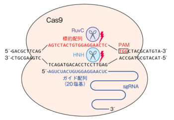 CRISPR-Cas9.png