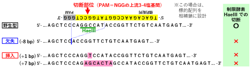 ゲノム編集での変異アリルの例.png
