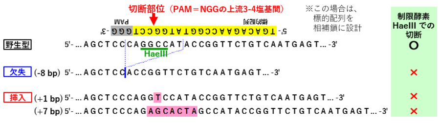 ゲノム編集での変異アリルの例.png