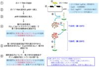 PKIベクターでのゲノム編集概要.png
