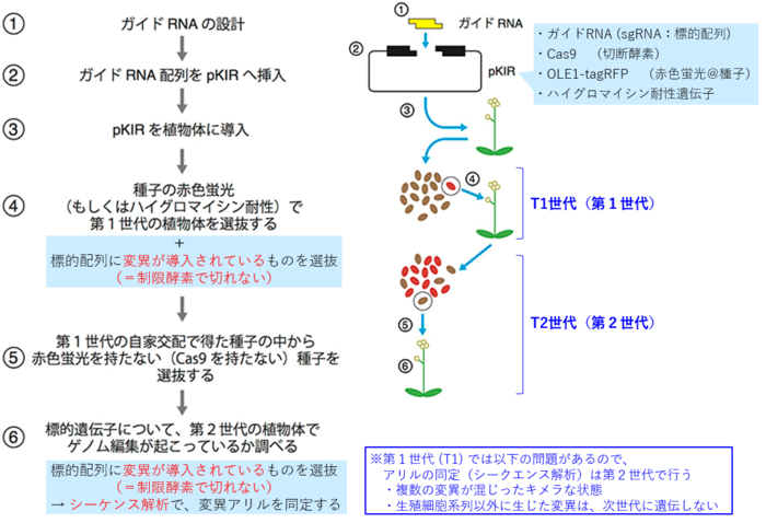 PKIベクターでのゲノム編集概要.png
