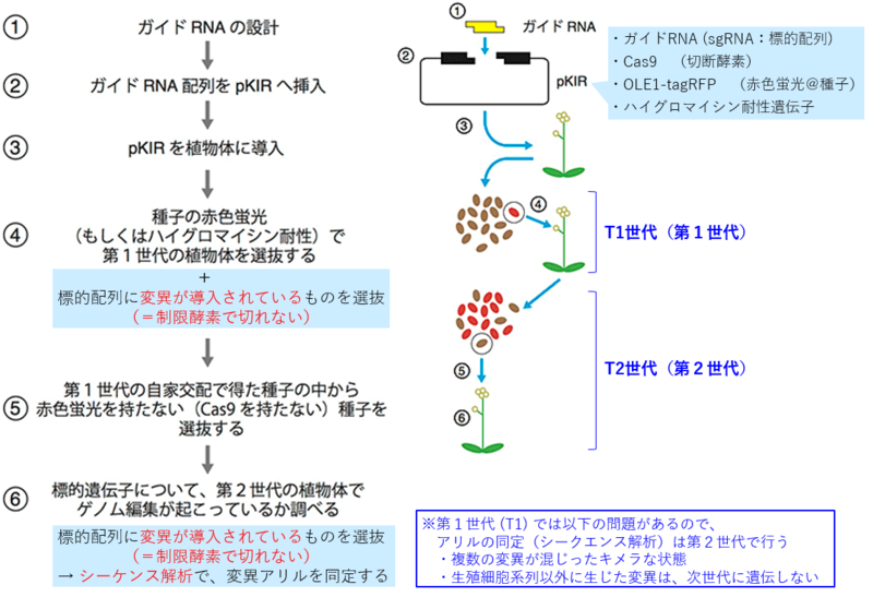 ファイル:PKIベクターでのゲノム編集概要.png