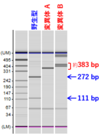 ゲノム編集genotyping.png