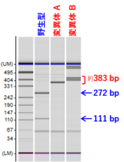 ゲノム編集genotyping.png